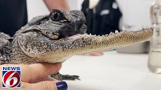 Gatorland helps rescued jawless alligator recover at theme park [upl. by Siramed]