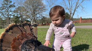 Mississippi Turkey Hunt 2 Long beards down [upl. by Airat]