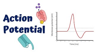 Action Potential Animation [upl. by Atirahs92]