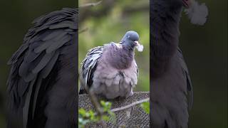 Wood pigeon natgeo wildlife pigeon [upl. by Veronique106]