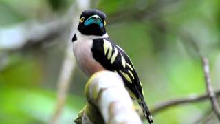 Black amp Yellow Broadbill [upl. by Imar]