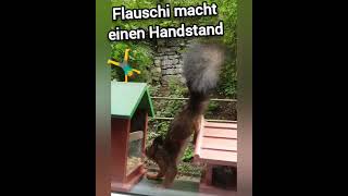 🐿 Flauschi macht einen Handstand 🤸‍♂️ squirrel animals [upl. by Rye]