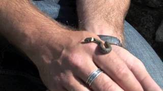 Wild Life Skills 10  Grass Snakes [upl. by Deste618]