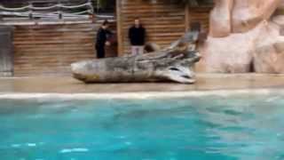 Spectacle otaries zoo dAmnéville 2015 [upl. by Ahsitniuq]