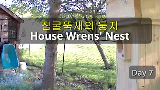 Day 7 House Wrens NestBuilding Progress [upl. by Anuqahs359]