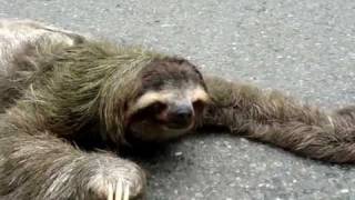 Why Did the Sloth Cross the Road [upl. by Duff]