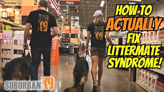 Can You Fix Littermate Syndrome Exercises That Work [upl. by Correna445]