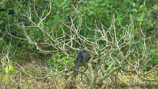 Bluefaced Malkoha Phaenicophaeus viridirostris Preening [upl. by Gilburt]