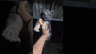 Gsd puppys 5500🔥🚨🚨 Alp Mob7736809326 shorts shortvideo doglover funny puppy doggie [upl. by Wieche]