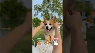 Meet the Cutest Corgi Ever corgi corgipuppy corgifunny corgifun dog corgilife doglover [upl. by Eiro216]