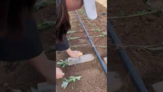 Sweet potato planting process [upl. by Branham546]