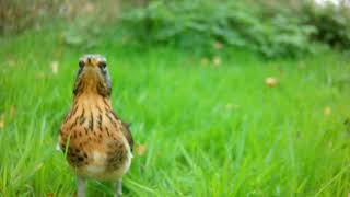 Fieldfare seduced by grapes [upl. by Wamsley]