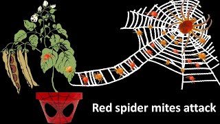 Red spider mites attack green bean plants [upl. by Tutankhamen]