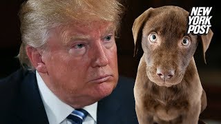 Nearly all the presidents love pets except Trump  New York Post [upl. by Shere394]