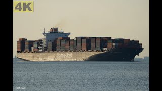 TSINGTAO EXPRESS  Shipspotting Germany 🇩🇪 IMO 9320702  River Elbe near City Otterndorf  4K VIDEO [upl. by Audri544]