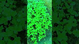 Mint in my mini garden so nice naturelovers youtubeshorts like me amp subscribe karo [upl. by Zingg]