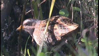 Marouette ponctuée  Spotted Crake  Tüpfelsumpfhuhn  Porzana porzana [upl. by Ahsiym]