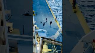 Late Pier Runners in Costa Maya Mexico fake runs and lays down on way back to the ship funny [upl. by Dalia]