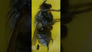 Exploring Housefly under a Microscope [upl. by Tesler136]