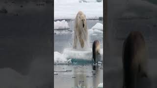 Polar Bear Hunts a Seal Awesome Video [upl. by Elysee847]