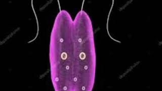 Leishmania protozoa general character in hindi [upl. by Bower]