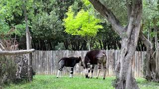 Parco zoo  Prima uscita per la baby okapi Vittoria  Video [upl. by Schluter]