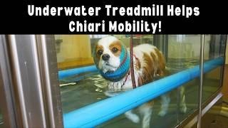 Underwater Treadmill Hydrotherapy Helps Senior Cavalier with Chiari Malformation  Dexters Story [upl. by Yatnohs]