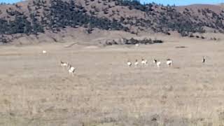 Antelope Herd [upl. by Ahsenroc]