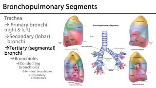 Lungs and Ventilation Pathway LO3  Tracheobronchial Tree [upl. by Aniakudo]