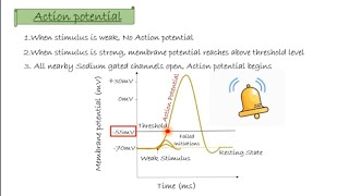 Nerve Impulse  Action Potential  Threshold Potential  Refractory Period  Nervous System part 1 [upl. by Ettenyl]