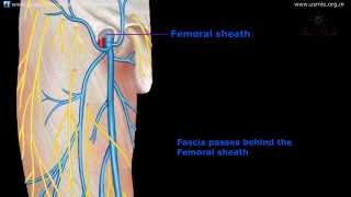 Gross anatomy of lower limb  FRONT OF THE THIGH PART 1 [upl. by Ennovoj]