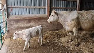 Calving Season with My Sister [upl. by Carleen]