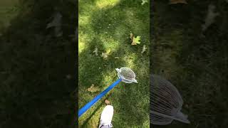 Picking up acorns fast and saving my back fall lawncare [upl. by Anastasie]