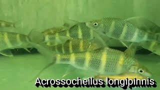 Acrossocheilus longipinnis [upl. by Wailoo656]