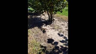 Hazelnut harvest  September 19 2021 1 [upl. by Anaiv379]