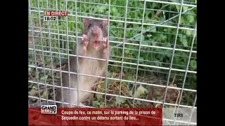 Comment réagir face à la prolifération des rats [upl. by Anehsak324]