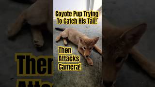 Coyote Trying To Catch His Tail  Then Attacks [upl. by Adnarb]