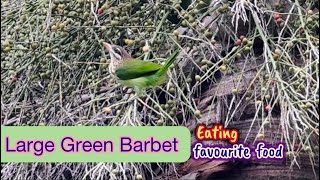 Brownheaded Barbet Eating barbetfoodlargegreenbarbetbarbetsbirdsoundsgreenbarbetbarbetvideo [upl. by Dnalyk363]