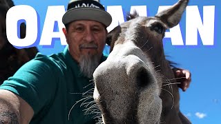 Burros amp Bikers Take Over Oatman  Bike Week 2024 On Route 66 [upl. by Akcebar]