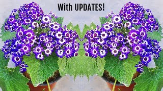 5 MISTAKES You MUST AVOID To GROW Cineraria Plant SUCCESSFULLY [upl. by Dorisa]