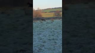 Chase 7 month old Dave Platt deerhoundgreyhound x Laguna Whippet playing in the frosty fields [upl. by Drusie]