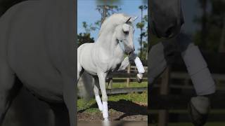 Beautiful Lipizzaner Horses [upl. by Idnaj815]