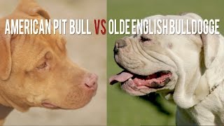 AMERICAN PIT BULL TERRIER vs OLDE ENGLISH BULLDOGGE THE ORIGINAL AND THE REMIX [upl. by Nerro821]