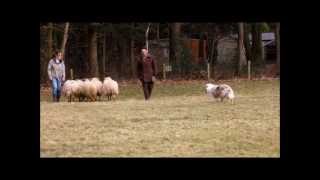 Australian Shepherd first time herding sheep [upl. by Nedac]