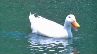 Aflac Audition Duck Voice [upl. by Airual]