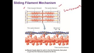 Sliding Filament Mechanism [upl. by Otte230]