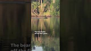 Video Fearless bear fends off two Florida alligators while swimming Shorts [upl. by Dirtsa275]