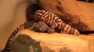 Giftiges GilaMonster trampelt anderen im Gesicht herum Heloderma suspectum Monstre de Gila [upl. by Mandel]