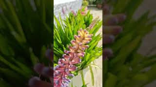 Aechmea started to bloom 🤩🥳💝💖💞💕🫶🫶 aechmeaflowers nature gardenshortvideos nature viralvideos [upl. by Adnoral]