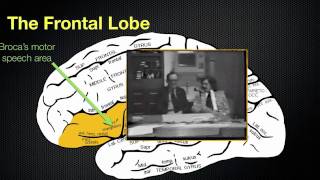 065 The Anatomy and Functions of the Frontal Lobe [upl. by Arrais]